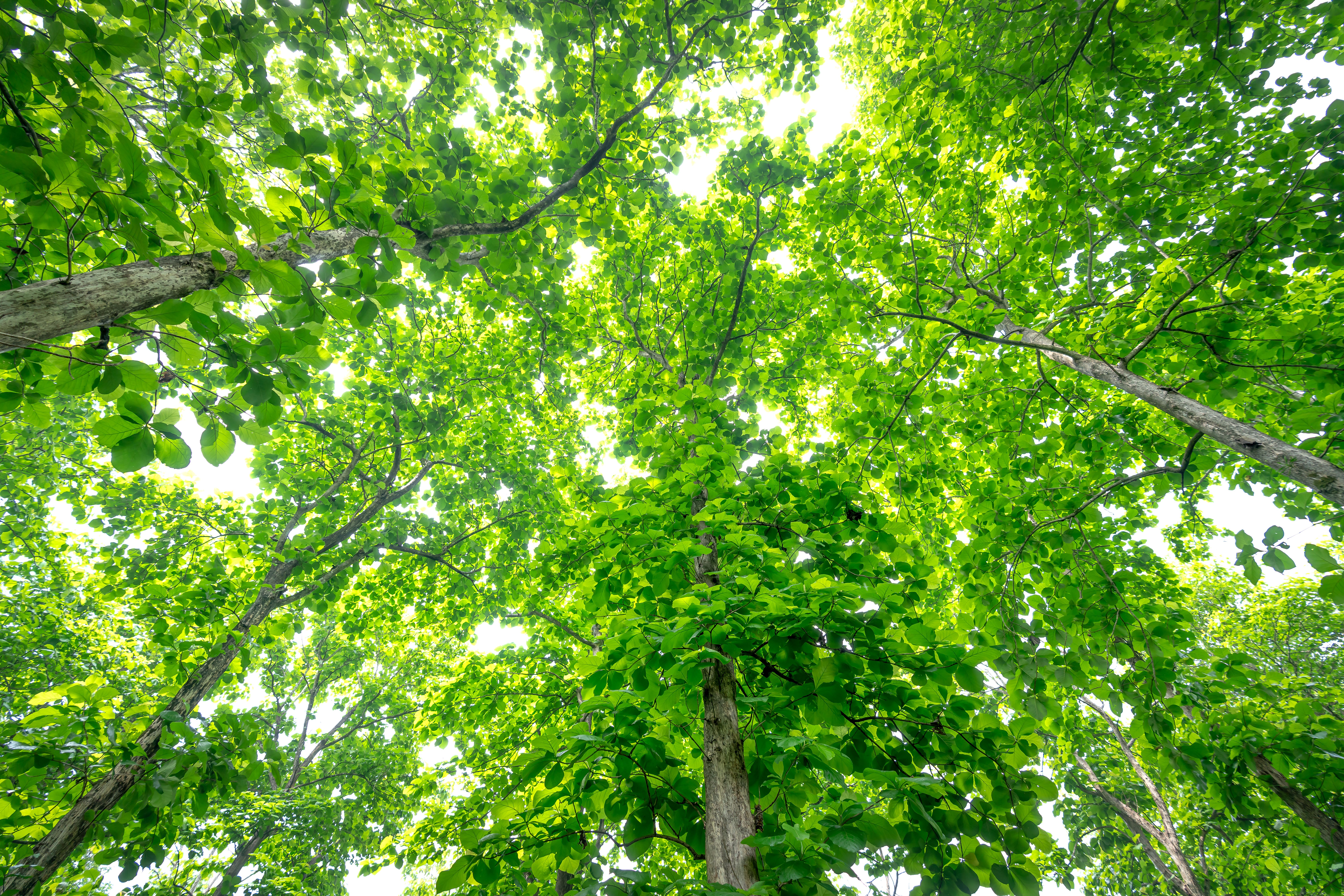 floresta
